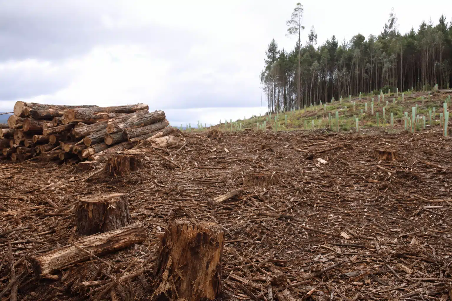 Zone déboisée avec souches et tas de grumes