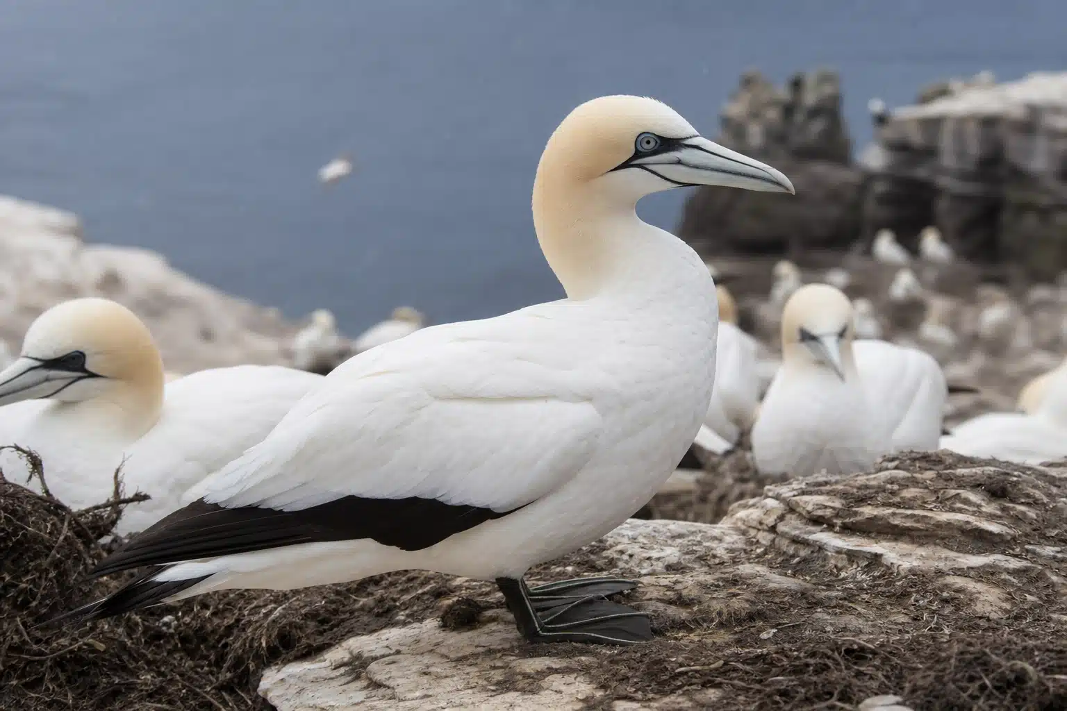 Fou de Bassan adulte au plumage blanc sur falaise